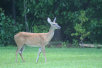 garymreed002010.jpg