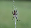garymreed013002.jpg