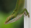 garymreed013003.jpg