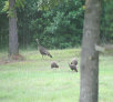 garymreed024002.jpg
