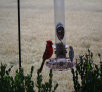 garymreed024006.jpg
