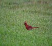 garymreed024009.jpg