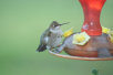 garymreed024010.jpg