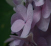 garymreed035003.jpg