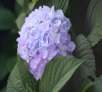 garymreed035005.jpg