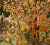 garymreed066004.jpg